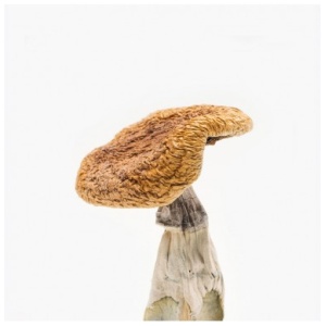 Golden Teacher Mushroom