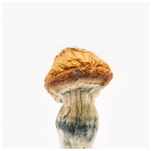 Malabar Coast Magic Mushroom