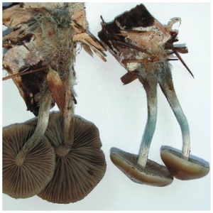 Psilocybe Allenii