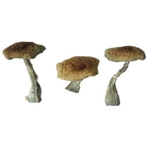 Psilocybe Aztecorum