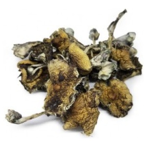 Psilocybe Azurescens Dried